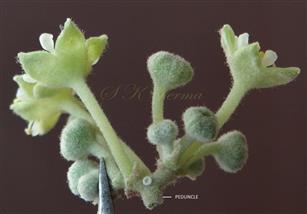  Inflorescence-Axillary cymose cluster of flowers